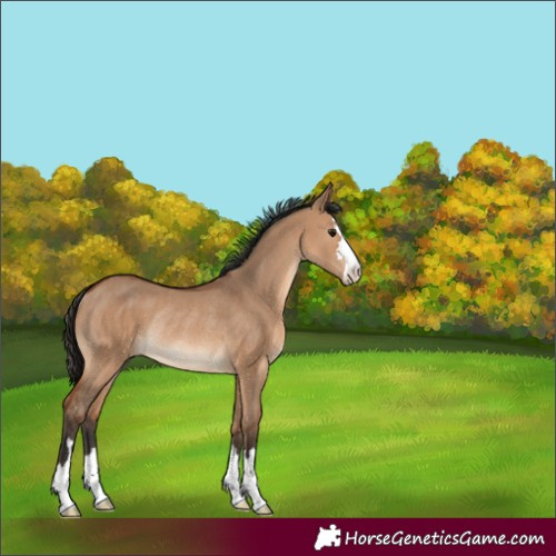 Horse Color:Bay Dun Rabicano 