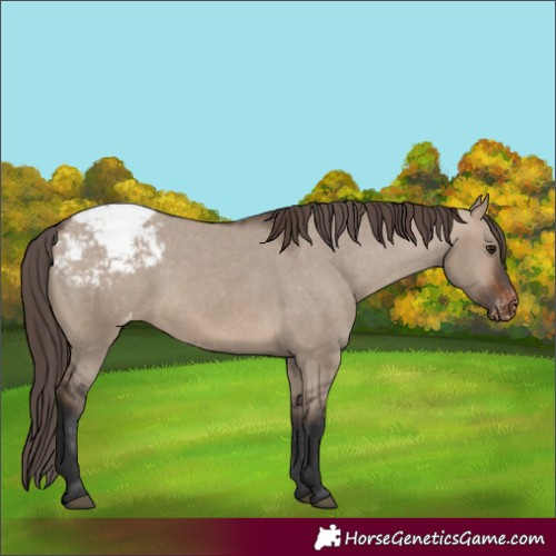 Horse Color:Brown Dun Snowcap Rabicano 
