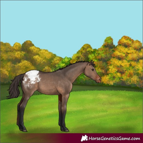 Horse Color:Brown Dun Appaloosa Rabicano 