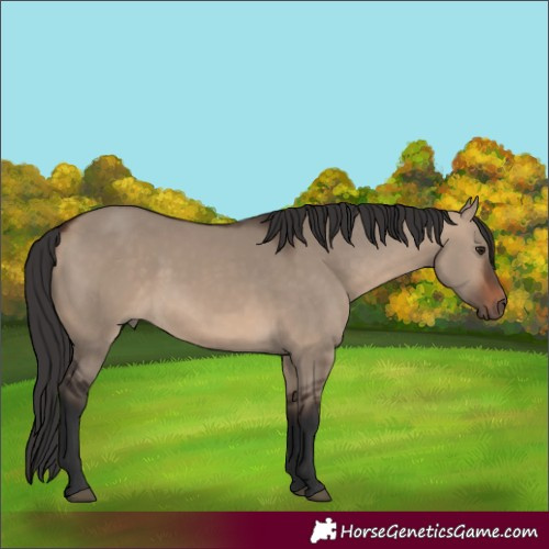 Horse Color:Brown Dun Rabicano 