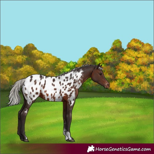 Horse Color:Silver Brown Sabino Near Leopard Rabicano 