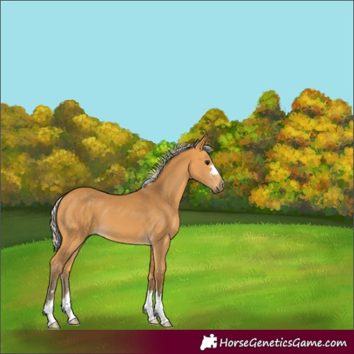 Horse Color:Silver Buckskin 