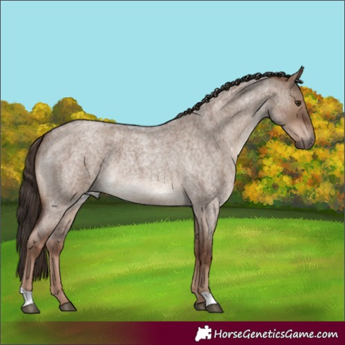 Horse Color:Liver Red Dun Roan 