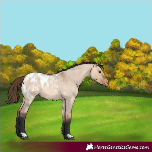 Horse Color:Bay Roan Dun Appaloosa 