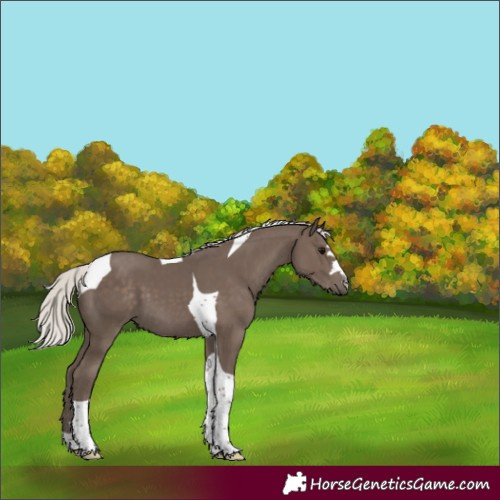 Horse Color:Silver Black Tobiano 
