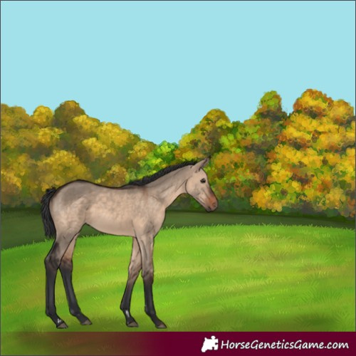 Horse Color:Brown Dun 