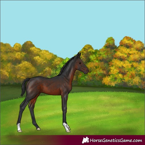 Horse Color:Brown 