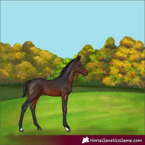 Horse Color:Brown 