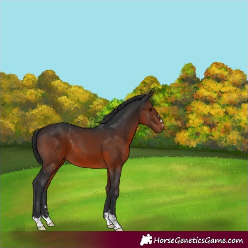 Horse Color:Brown 