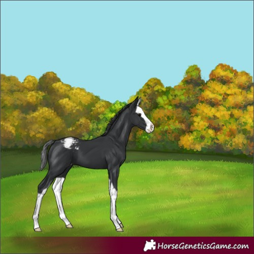 Horse Color:Black Splash Appaloosa 