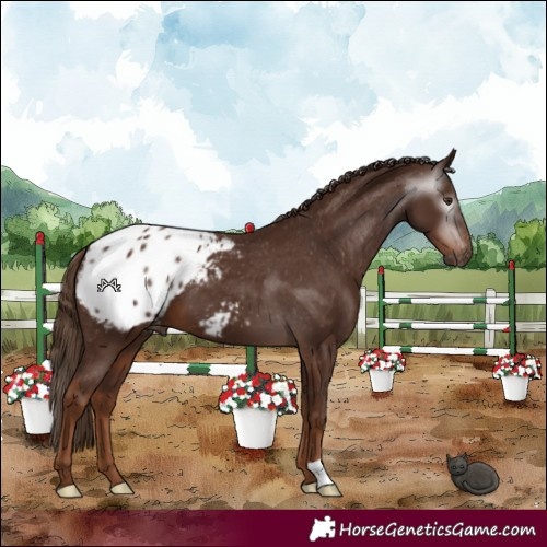 Horse Color:Gray Chestnut Appaloosa 