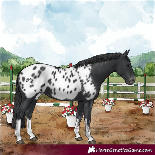 Horse Color:White Spotted Black Appaloosa 