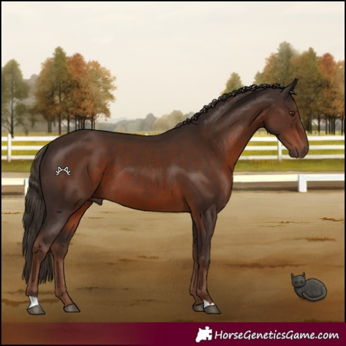 Horse Color:Liver Chestnut 