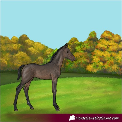 Horse Color:Brown Dun Rabicano 