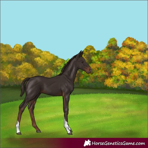 Horse Color:Liver Chestnut Tobiano 