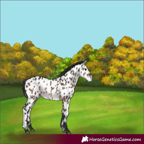 Horse Color:Brown Dun Appaloosa 