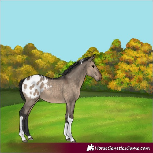 Horse Color:Brown Dun Tobiano Appaloosa 