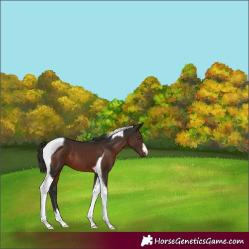 Horse Color:Liver Chestnut Tobiano 