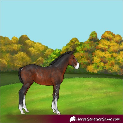 Horse Color:Bay Sabino Rabicano 