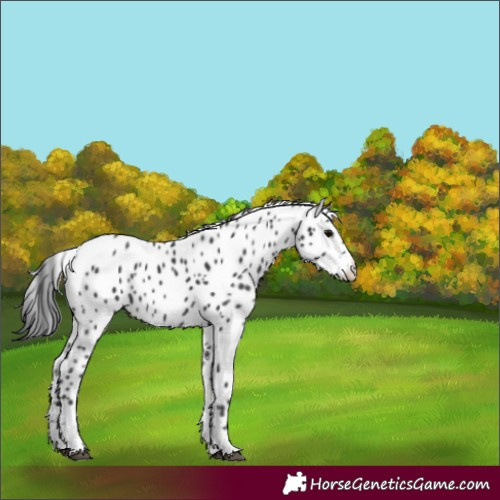 Horse Color:Black Leopard 