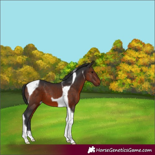 Horse Color:Brown Tobiano 