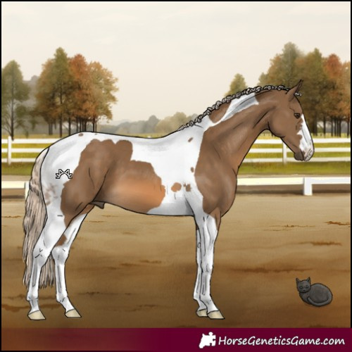 Horse Color:Chocolate Palomino Tobiano 