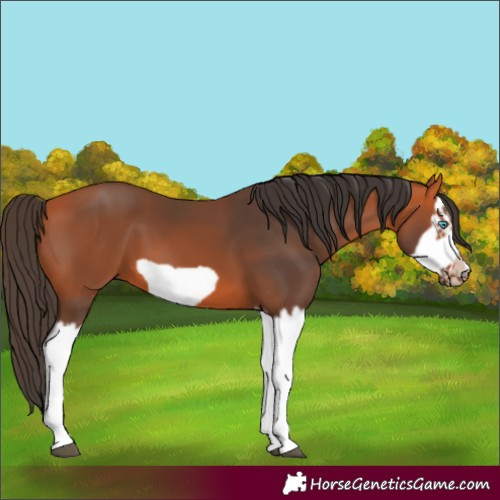 Horse Color:Bay Splash Frame 
