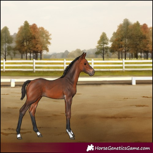 Horse Color:Bay Tobiano 