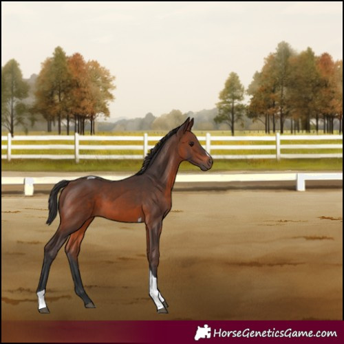 Horse Color:Brown Tobiano 
