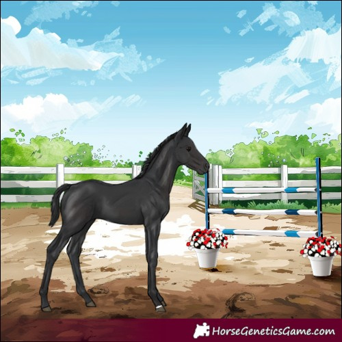 Horse Color:Smoky Black  and Black 