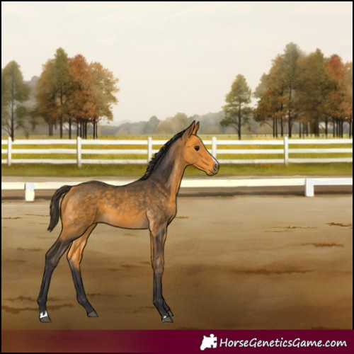 Horse Color:Buckskin 