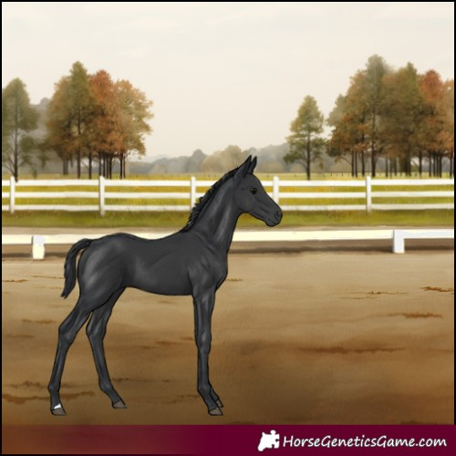 Horse Color:Black 