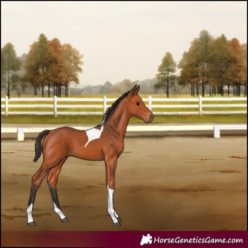 Horse Color:Bay Tobiano 