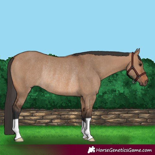 Horse Color:Bay Dun Rabicano 