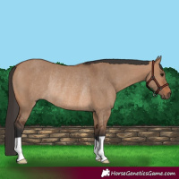 Horse Color:Bay Dun Rabicano 