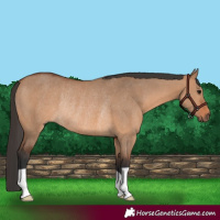 Horse Color:Bay Dun Rabicano 