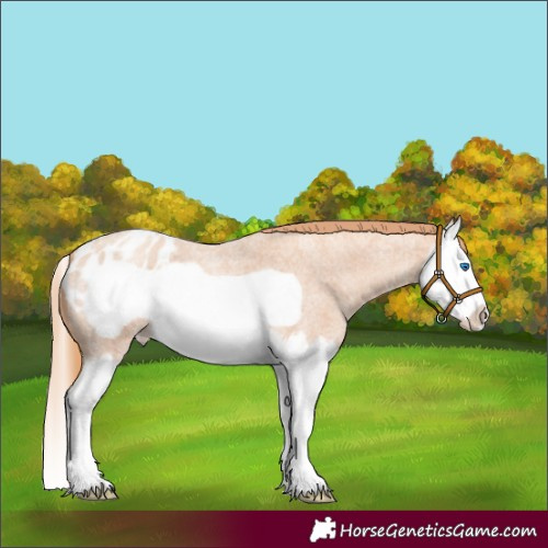 Horse Color:Gold Champagne Roan Splash Frame Appaloosa 