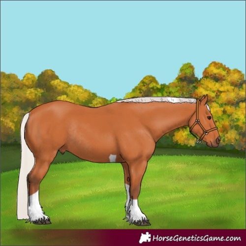 Horse Color:Silver Bay Tobiano Rabicano 