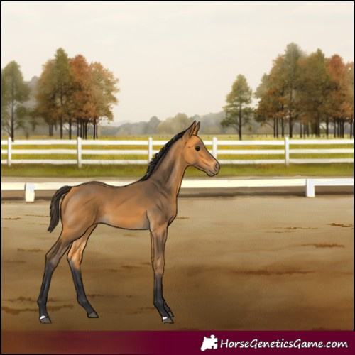 Horse Color:Buckskin 