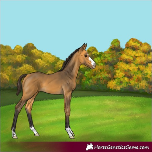 Horse Color:Buckskin 