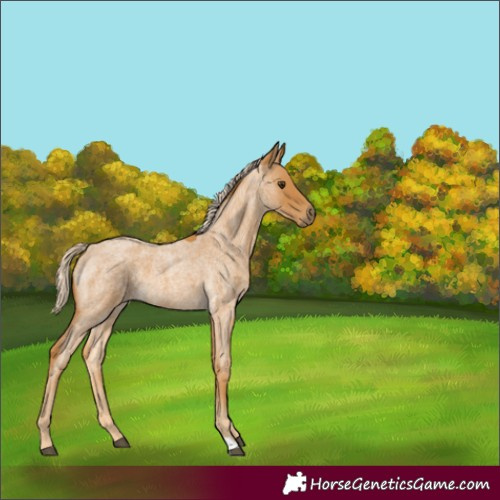 Horse Color:Palomino Roan 
