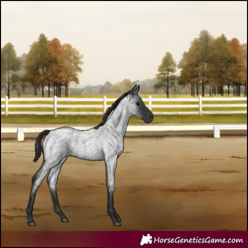 Horse Color:Blue Roan 