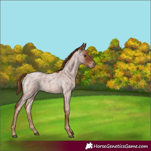 Horse Color:Red Roan 