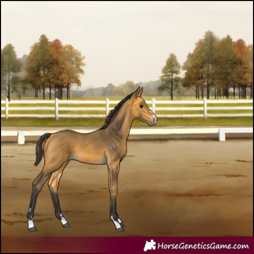 Horse Color:Buckskin 