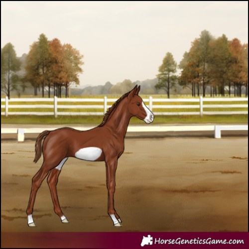 Horse Color:Chestnut Frame 
