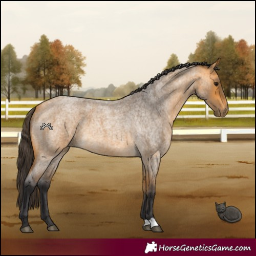 Horse Color:Buckskin Roan 