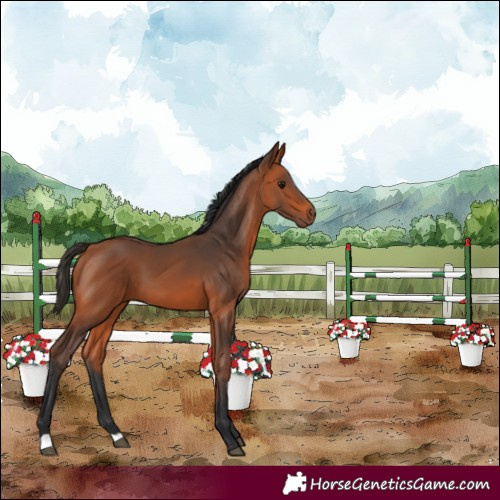 Horse Color:Bay 