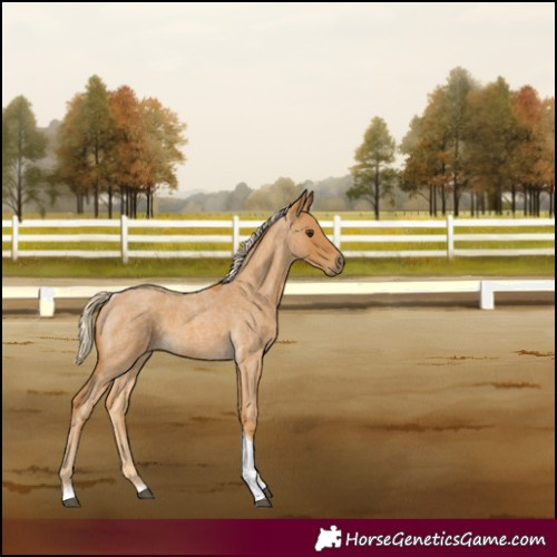 Horse Color:Palomino Roan Tobiano 