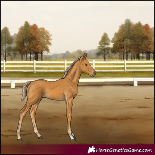 Horse Color:Palomino 