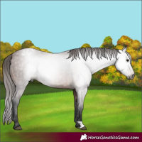 Horse Color:Gray Bay Varnish 